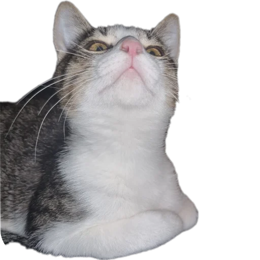 🐱 Стикер «Ð°Ð²ÑÐ¾Ð±ÑÑÑ» для Telegram
