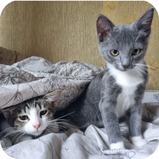 🐱 Стикер «Ð°Ð²ÑÐ¾Ð±ÑÑÑ» для Telegram