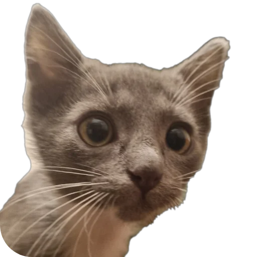 🐱 Стикер «Ð°Ð²ÑÐ¾Ð±ÑÑÑ» для Telegram