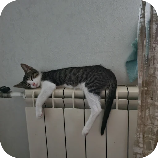 🐱 Стикер «Ð°Ð²ÑÐ¾Ð±ÑÑÑ» для Telegram