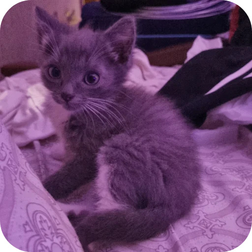 🐱 Стикер «Ð°Ð²ÑÐ¾Ð±ÑÑÑ» для Telegram