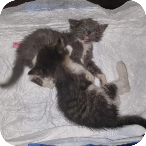 🐱 Стикер «Ð°Ð²ÑÐ¾Ð±ÑÑÑ» для Telegram