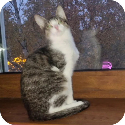 🐱 Стикер «Ð°Ð²ÑÐ¾Ð±ÑÑÑ» для Telegram