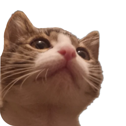 🐱 Стикер «Ð°Ð²ÑÐ¾Ð±ÑÑÑ» для Telegram
