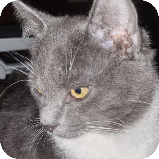 🐱 Стикер «Ð°Ð²ÑÐ¾Ð±ÑÑÑ» для Telegram