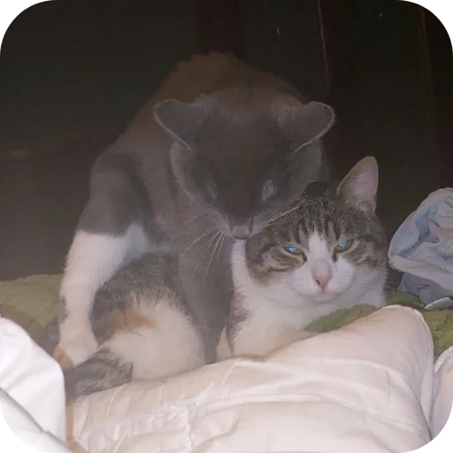 🐱 Стикер «Ð°Ð²ÑÐ¾Ð±ÑÑÑ» для Telegram