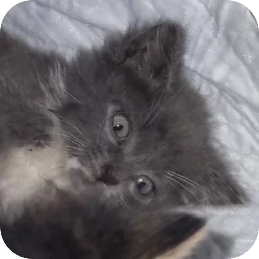 🐱 Стикер «Ð°Ð²ÑÐ¾Ð±ÑÑÑ» для Telegram