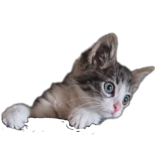 🐱 Стикер «Ð°Ð²ÑÐ¾Ð±ÑÑÑ» для Telegram