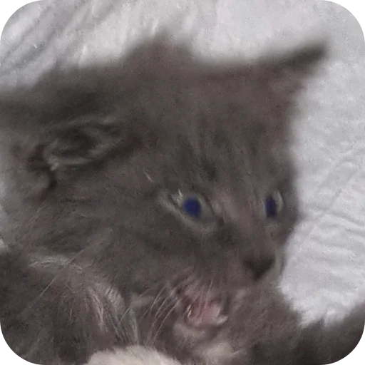 🐱 Стикер «Ð°Ð²ÑÐ¾Ð±ÑÑÑ» для Telegram