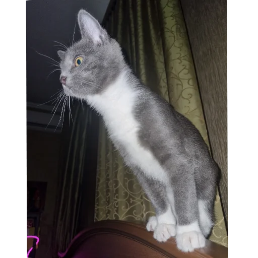🐱 Стикер «Ð°Ð²ÑÐ¾Ð±ÑÑÑ» для Telegram