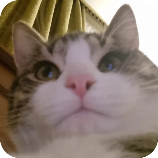 🐱 Стикер «Ð°Ð²ÑÐ¾Ð±ÑÑÑ» для Telegram