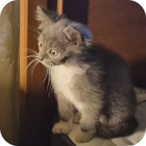 🐱 Стикер «Ð°Ð²ÑÐ¾Ð±ÑÑÑ» для Telegram