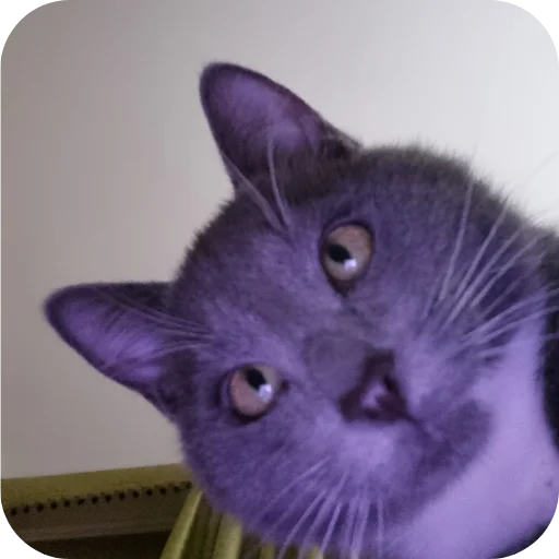 🐱 Стикер «Ð°Ð²ÑÐ¾Ð±ÑÑÑ» для Telegram