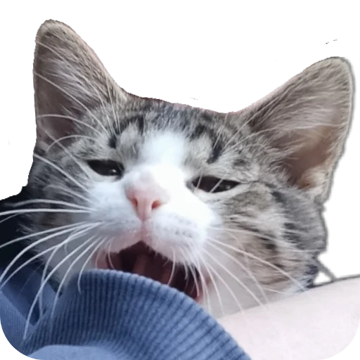🐱 Стикер «Ð°Ð²ÑÐ¾Ð±ÑÑÑ» для Telegram