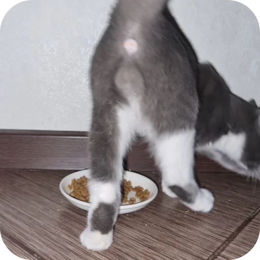🐱 Стикер «Ð°Ð²ÑÐ¾Ð±ÑÑÑ» для Telegram