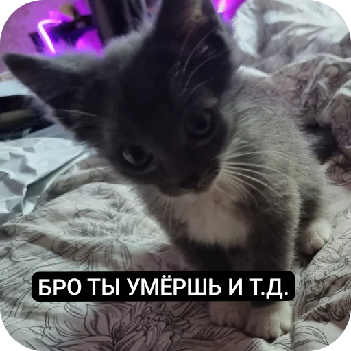👍 Стикер «Ð°Ð²ÑÐ¾Ð±ÑÑÑ» для Telegram