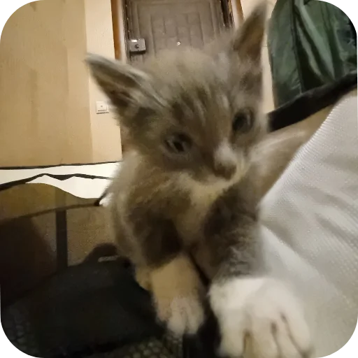 🐱 Стикер «Ð°Ð²ÑÐ¾Ð±ÑÑÑ» для Telegram