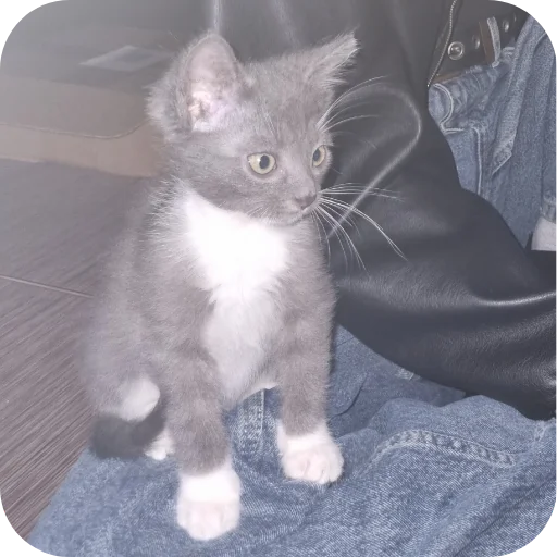🐱 Стикер «Ð°Ð²ÑÐ¾Ð±ÑÑÑ» для Telegram