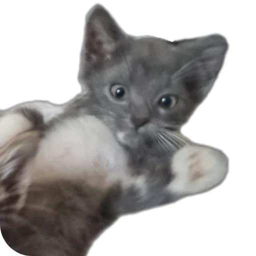 🐱 Стикер «Ð°Ð²ÑÐ¾Ð±ÑÑÑ» для Telegram