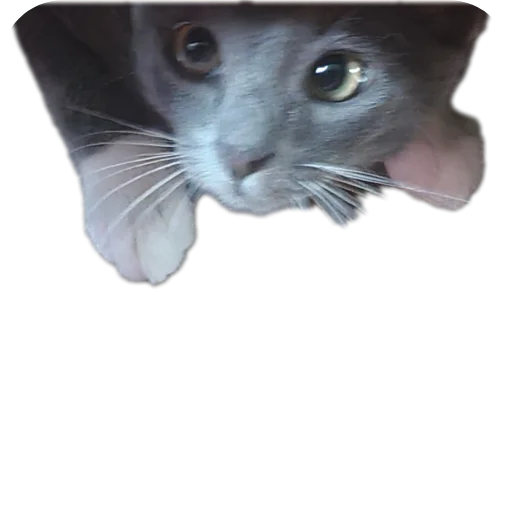 🐱 Стикер «Ð°Ð²ÑÐ¾Ð±ÑÑÑ» для Telegram