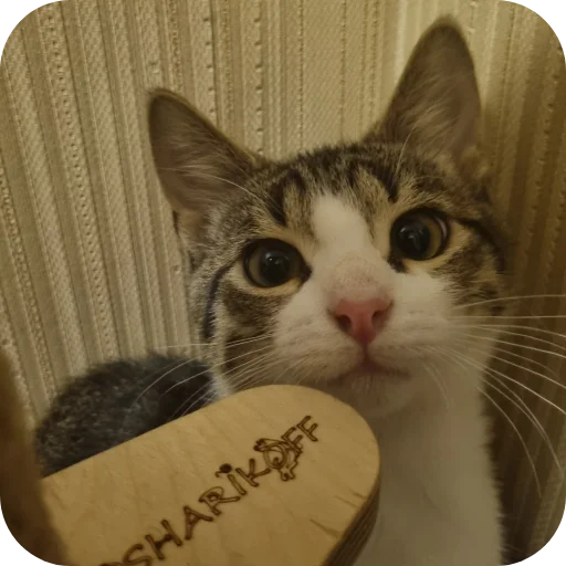 🐱 Стикер «Ð°Ð²ÑÐ¾Ð±ÑÑÑ» для Telegram