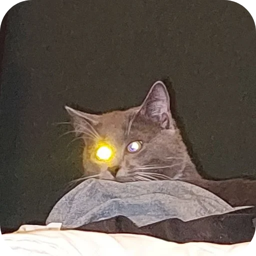 🐱 Стикер «Ð°Ð²ÑÐ¾Ð±ÑÑÑ» для Telegram