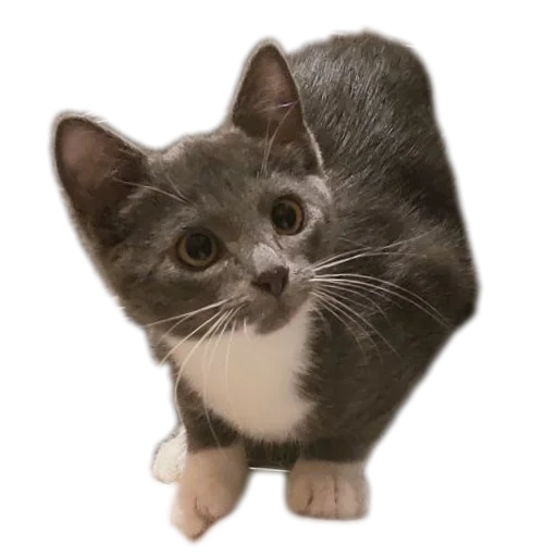 🐱 Стикер «Ð°Ð²ÑÐ¾Ð±ÑÑÑ» для Telegram