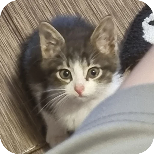🐱 Стикер «Ð°Ð²ÑÐ¾Ð±ÑÑÑ» для Telegram