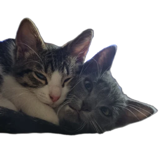 🐱 Стикер «Ð°Ð²ÑÐ¾Ð±ÑÑÑ» для Telegram