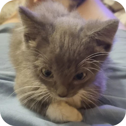 🐱 Стикер «Ð°Ð²ÑÐ¾Ð±ÑÑÑ» для Telegram