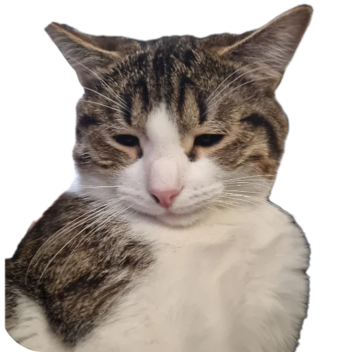 🐱 Стикер «Ð°Ð²ÑÐ¾Ð±ÑÑÑ» для Telegram