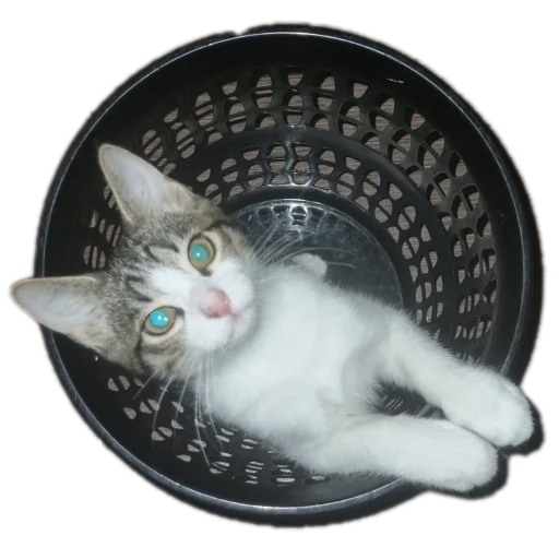 🐱 Стикер «Ð°Ð²ÑÐ¾Ð±ÑÑÑ» для Telegram