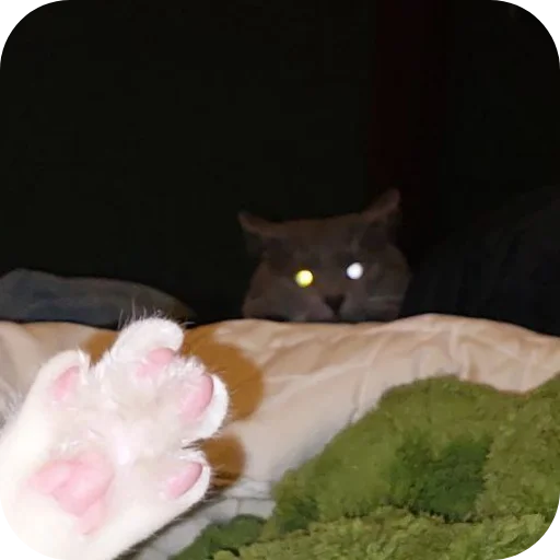 🐱 Стикер «Ð°Ð²ÑÐ¾Ð±ÑÑÑ» для Telegram