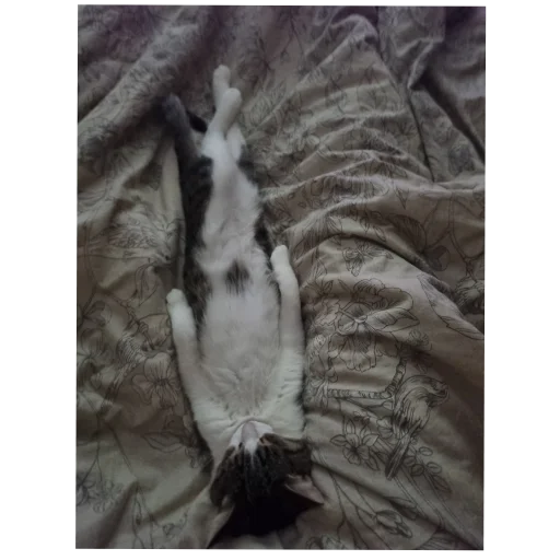 🐱 Стикер «Ð°Ð²ÑÐ¾Ð±ÑÑÑ» для Telegram