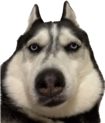 😑 Стикер «based memes» для Telegram