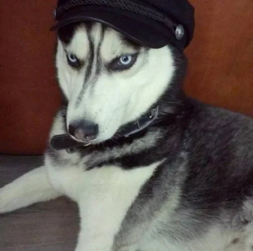 🤠 Стикер «based memes» для Telegram