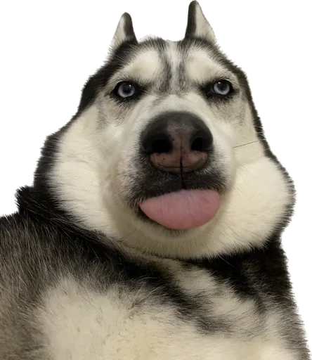 Стикерпак based memes для Telegram