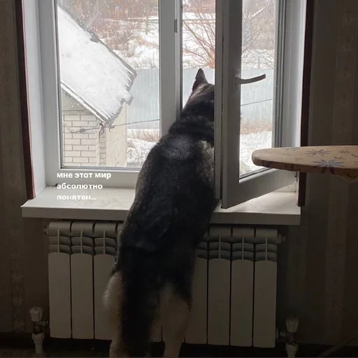 😞 Стикер «based memes» для Telegram