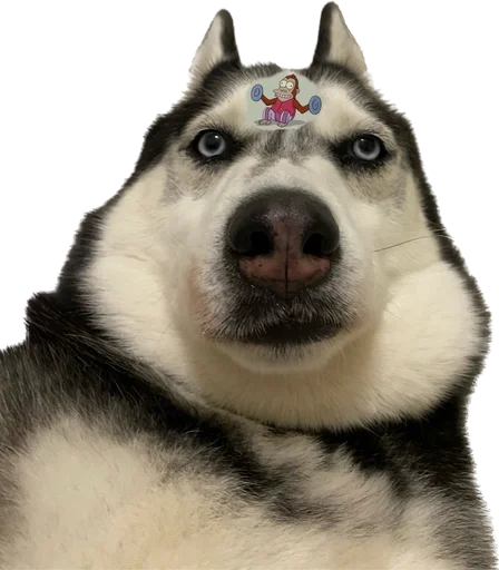 😐 Стикер «based memes» для Telegram
