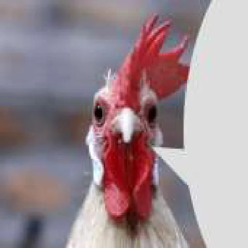 🐔 Стикер «боевые» для Telegram