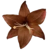 Стикер 47 Brown