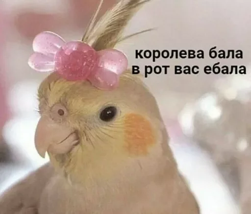 😂 Стикер «стикеры для бичес» для Telegram