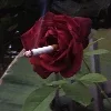 Стикер 16 Δᥣ᧐᧐Ɗy HꫀᥲRᴛ
