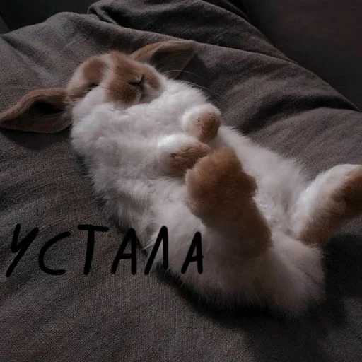 🐰 Стикер «Зайчики на все случаи жизни» для Telegram