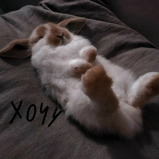 🐰 Стикер «Зайчики на все случаи жизни» для Telegram