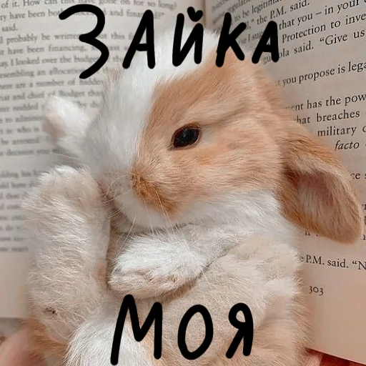 🐰 Стикер «Зайчики на все случаи жизни» для Telegram
