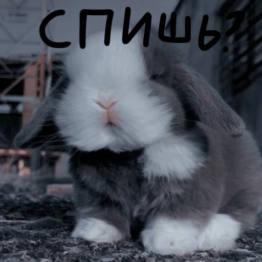 🐰 Стикер «Зайчики на все случаи жизни» для Telegram