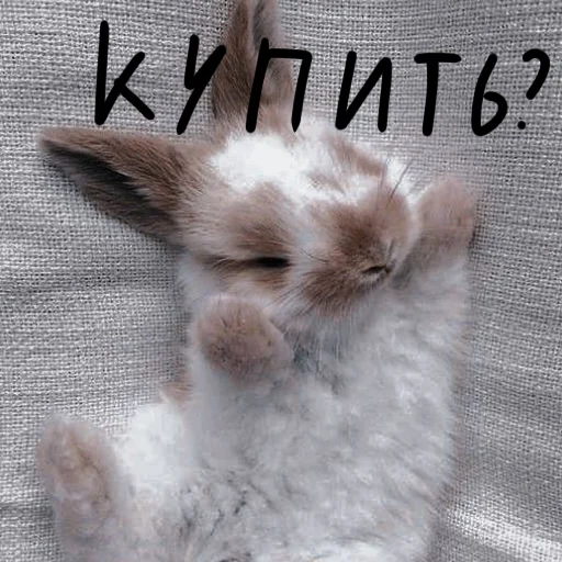 🐰 Стикер «Зайчики на все случаи жизни» для Telegram