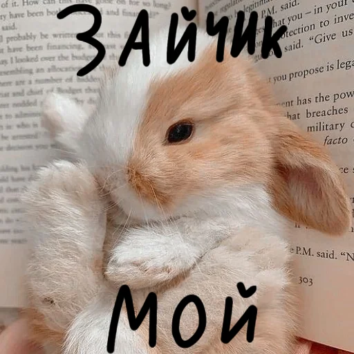 🐰 Стикер «Зайчики на все случаи жизни» для Telegram