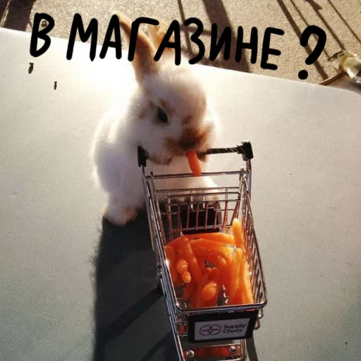 🐰 Стикер «Зайчики на все случаи жизни» для Telegram